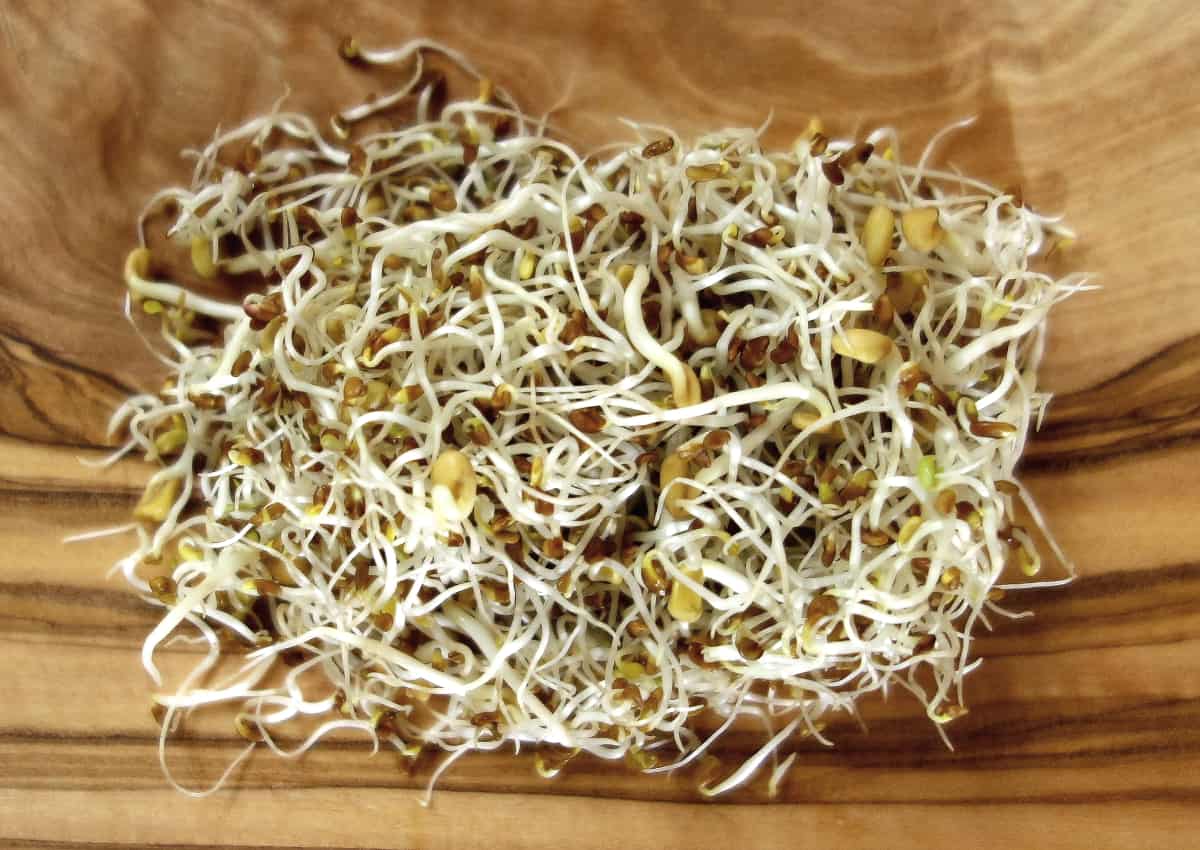 Graines germées : comment cuisiner l'alfalfa germé ?