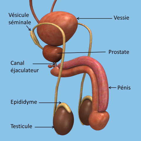 appareil genital masculin anatomie