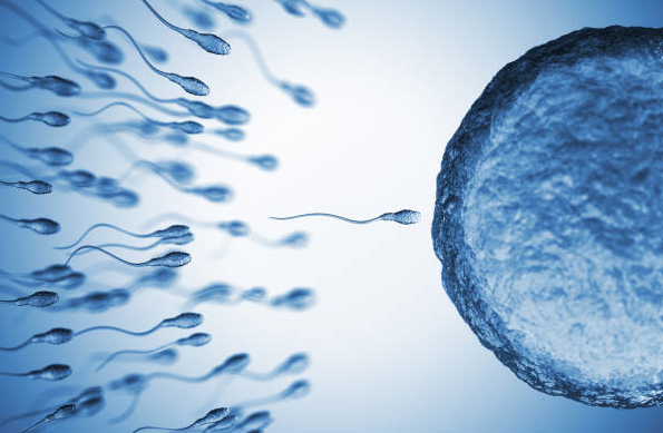 spermatozoides-comment augmenter la fertilité masculine