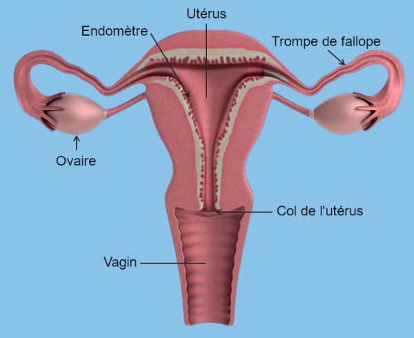 appareil genital feminin causes infertilité