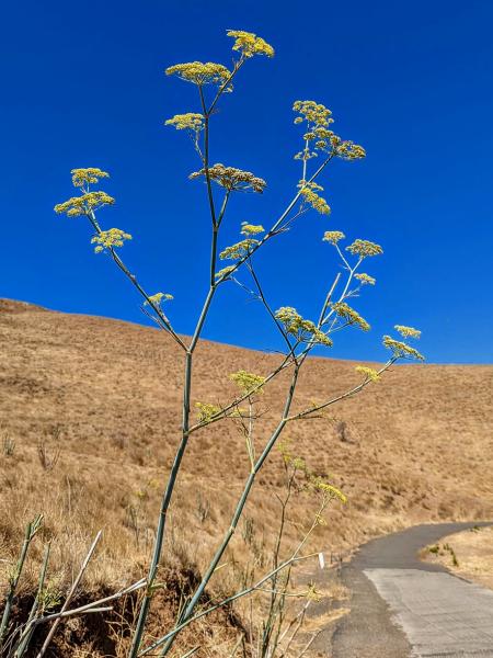 syndrome menstruel fenouil remede naturel