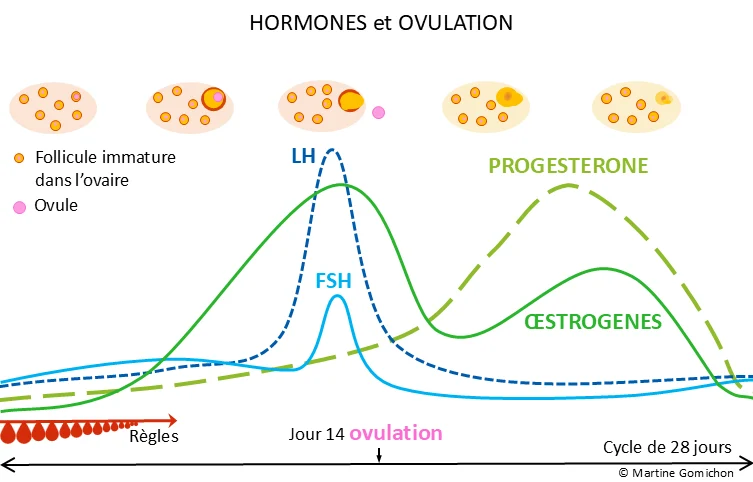 cycle menstruel et hormones